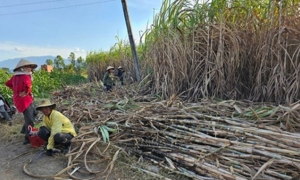 Recover position for sugarcane: Farmers increasingly turn away